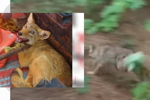 Video: Liberan a coyote encontrado en Capultitlán, en el Nevado de Toluca